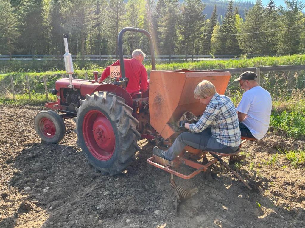 Potetene er i&nbsp;jorda